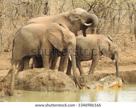 Elephants at the drinking hole.