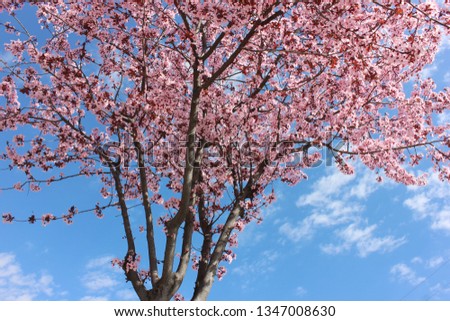 cherry blossom sky cloud background