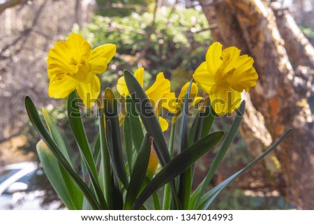 Backgrounds with colorful blooming daffodils as the basis for further graphic works