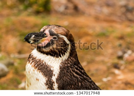 African penguin ( Spheniscus demersus) also known as the jackass penguin and black-footed penguin. 