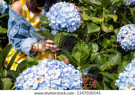 Pick up hydrangea in garden