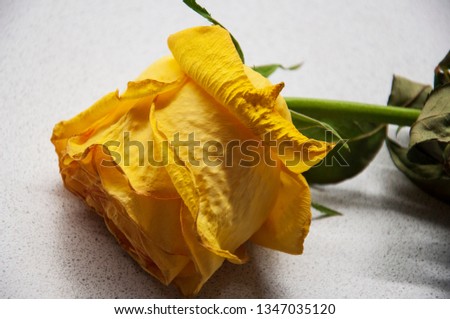 Faded big bright yellow flower of rose are laying on the white table with its shadow reflection. Green leaves and thorns. Light background