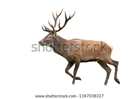 Isolated walking red deer, cervus elaphus, stag with antlers. Mammal galloping on white. Royalty-Free Stock Photo #1347038327