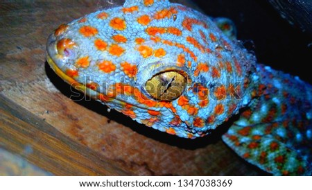  close up pictures some of geckos  beautiful colors of crawling Tropical asian animals.