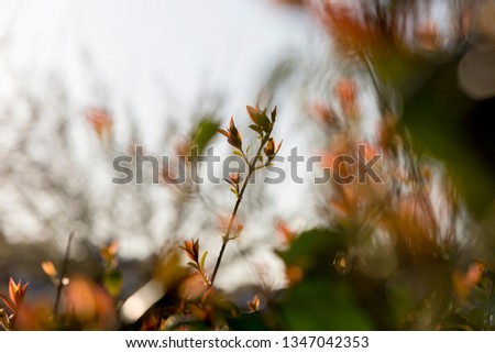 First buds, sign of the arrival of spring in Madrid, Spain