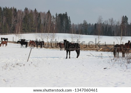 horses stable in winter