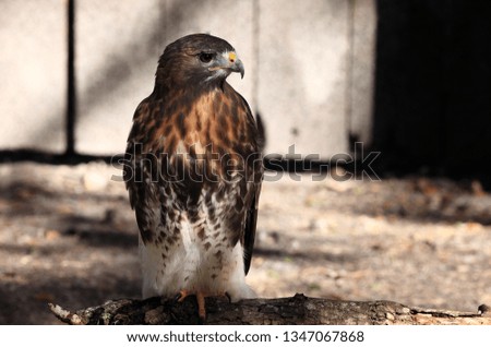 Red shouldered hawk, Florida, USA