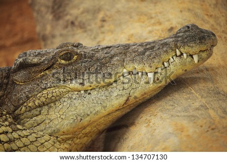 Picture of the head of an dangerous alligator