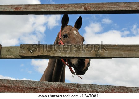                 portrait of a horse