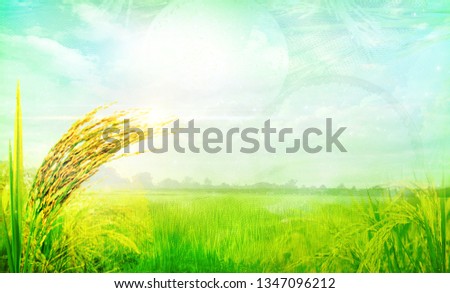The picture creates a Rice and background of the sunset sky with sunlight.