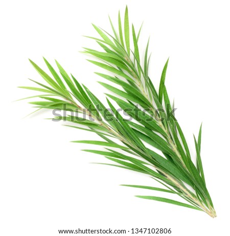 fresh tea tree isolated on white background, top view Royalty-Free Stock Photo #1347102806