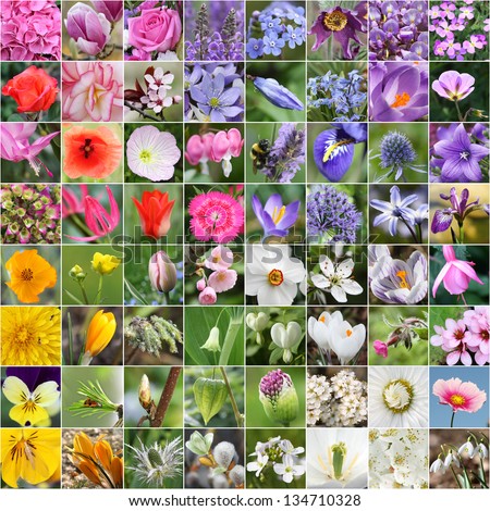Spring flower collage