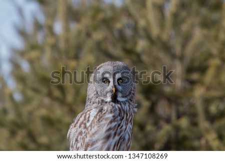 Great Grey Owl sitting on the pine