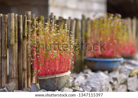 colorful flower pots doorstep, photo use for advertising design, printing graphic and more