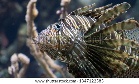 tropical fish close up