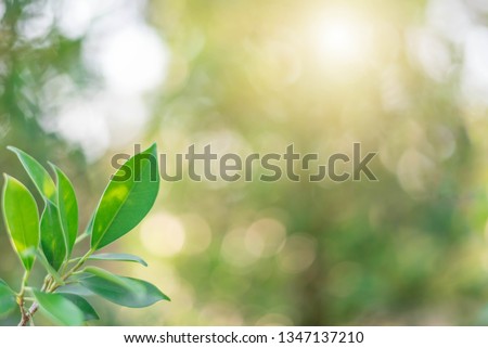 The green leaves with the most beautiful of the blurred background
