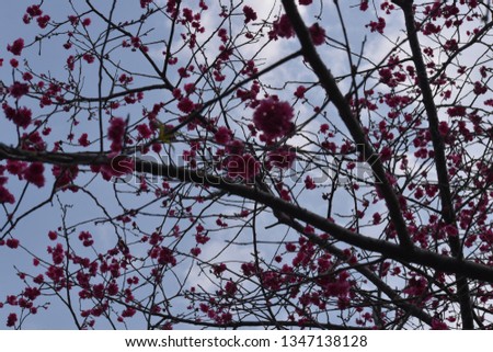 Closeup of cherry blossoms under the sky.  At Taichung city, Taiwan.In  March 2019.