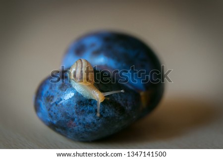 Shalow depth of field picture of little snail which is moving on blue ripe twin plum.
