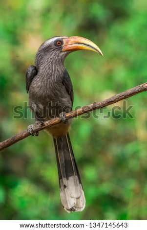 This image of Malabar Grey Hornbill is taken at Kerala in India.