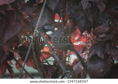 A beautiful bird standing on branch with red leaf background