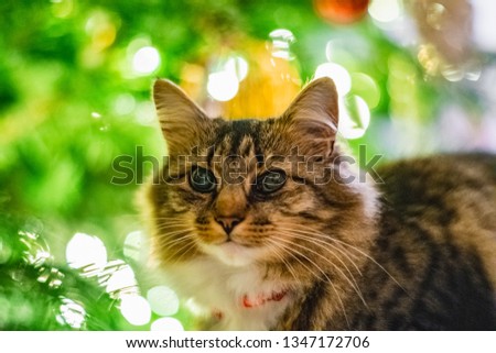 brown cat with red collar in front of Christmas tree with fairy lights and decorations in background