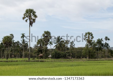 Rice Field and Palm tree in rural area. Beautiful nature with green paddy field, fresh air, blue sky, and warm weather. 