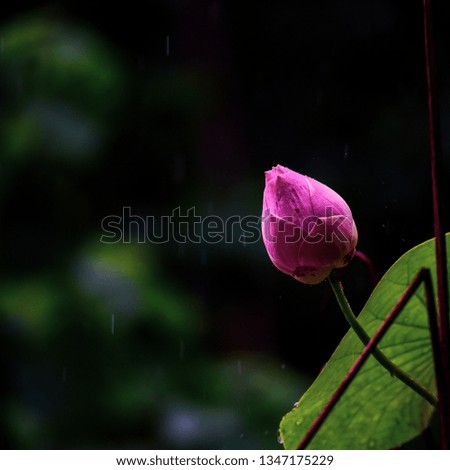 Closeup Beautiful pink lotus flower in pond.  