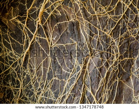 tree roots  on old tree bark