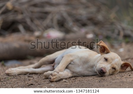 The puppy sleeps on the ground, waiting for the owner with blur background