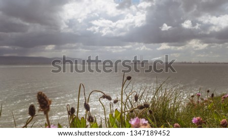 View across Dublin Bay towards Poolbeg Power Station from the cliffs at Sutton, County Dublin, Ireland. Thrift, Sea-pink (Armeria maritima) flowers, common to the area, can be seen in the foreground.