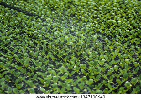 Selective Close-up of green seedling. Green salad growing from seed Farm garden in a greenhouse with watering plants. Stock background, photo