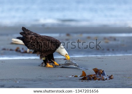 American Bald eagle eats a fish the halibut at the Anchor point beach. Alaska