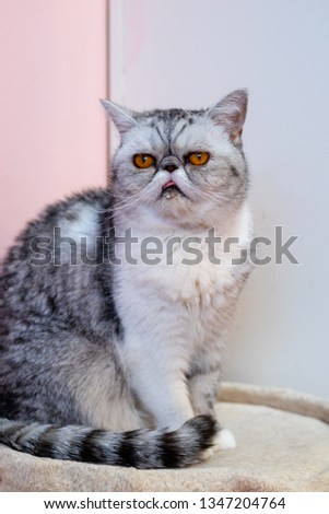 Exotic shorthair grey, white, and black cat with big brown eyes sitting in front of a white and a pink wall