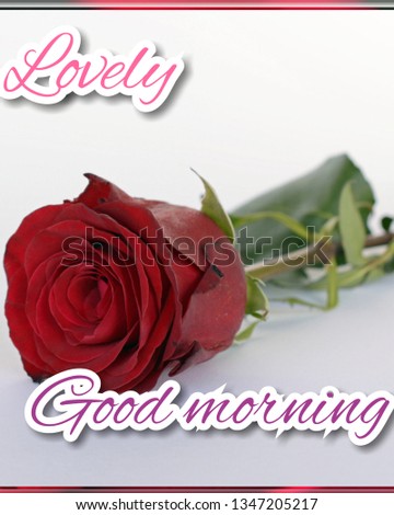 Lovely red rose flower wallpaper, with good morning message.
