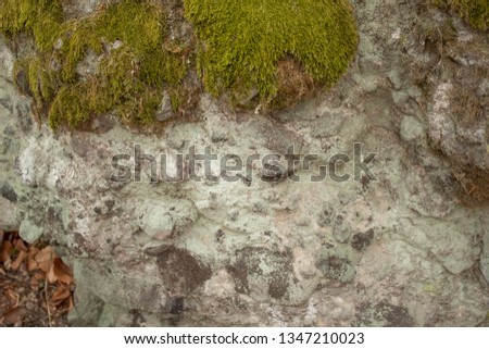 In the forest, a stone covered with moss. The texture of the stone and green moss. Stock photo.