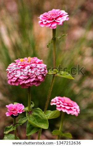 A photograph of pink Zinnia flowers in a garden taken in the Spring of 2017, May to be more specific.