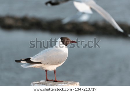 Seagulls flying at seaside 