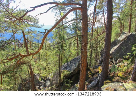 pine forest on a steep hill with large stones on a sunny day