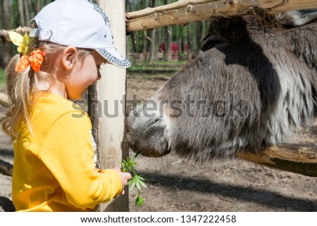 A child, a little girl, feeds a donkey on a farm through a fence.