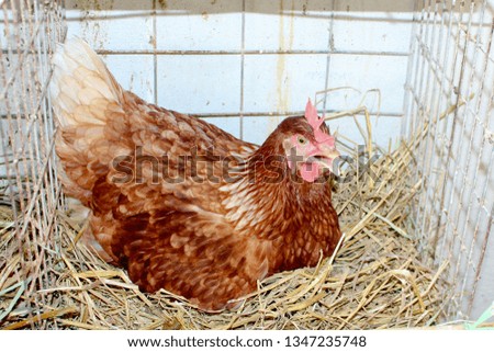 The hen is hatching the egg in the coop, egg farms.
