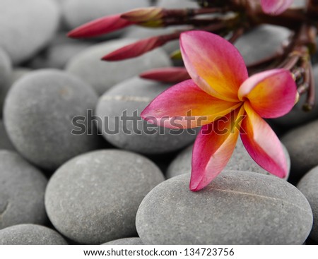 Branch pink frangipani and gray stones