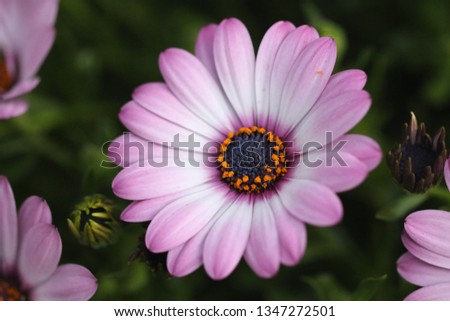 osteospermum pink flower