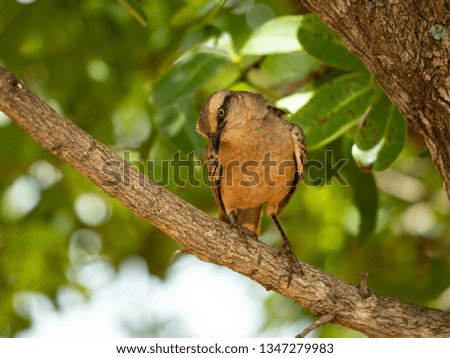 Chalk-browed Mockingbird
Mimus saturninus
