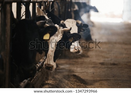 the farm breeds thoroughbred animals, spotted black and white cows wait out the cold winter in a warm barn, chewing hay and looking down at the person taking pictures of them