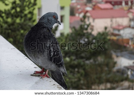 This is a picture about a curious domestic pigeon. 