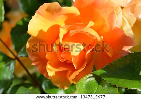 Orange-pink roses on a background of a green bush. Rose named "Tequila" (Melpomolo, Tequila La Sevillana). Botanical Garden.