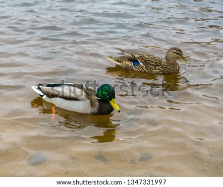 One duck and one drake swim in clear water in early morning.