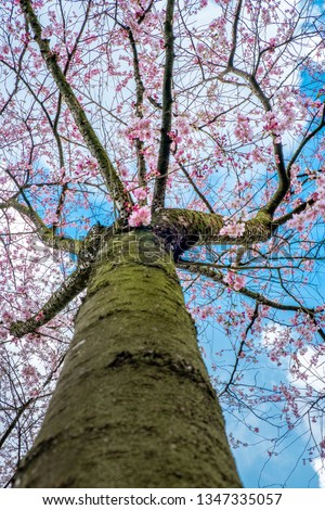 Cherry Blossom park Amsterdam netherlands