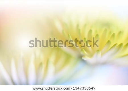 Beautiful Macro Photo of Magic Chrysanthemum Flower.Extreme Close up Photography.Conceptual Abstract Image.Spring Nature Background.Artistic Floral Fantasy Art Design.Creative Natural Wallpaper.Plant.
