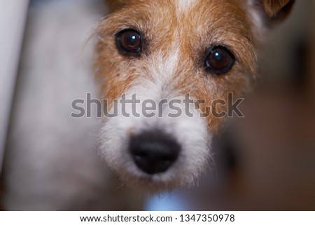 Close up picture of Parson Russell Terrier looking to the camera.